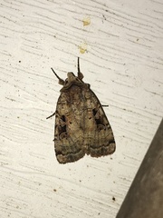 Xestia normanianus