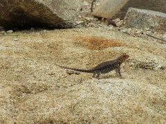 Sceloporus pyrocephalus