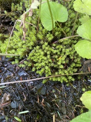 Diobelonella palustris