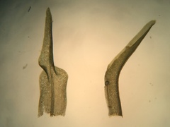 Diobelonella palustris