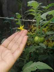 Solanum