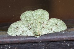 Aeolochroma viridicata