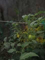 Solanum
