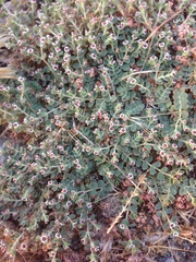 Euphorbia polycarpa polycarpa