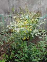 Solanum