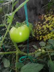 Solanum