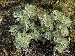 Artemisia alaskana