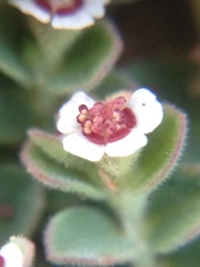 Euphorbia polycarpa polycarpa