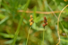 Carex brevior