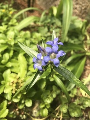 Gentiana dahurica