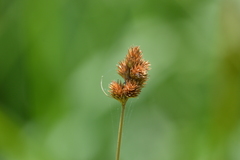 Carex brevior