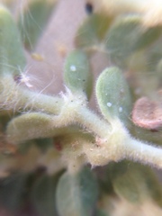 Euphorbia polycarpa polycarpa