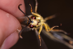 Myrmecaelurus trigrammus