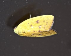 Earias luteolaria