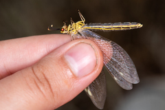 Myrmecaelurus trigrammus