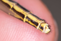 Myrmecaelurus trigrammus