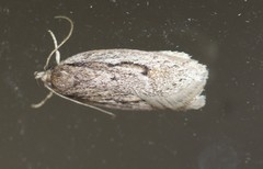 Acantholena
