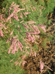 Tamarix