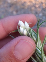 Pseudognaphalium leucocephalum