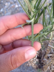 Pseudognaphalium leucocephalum