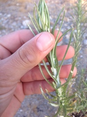 Pseudognaphalium leucocephalum