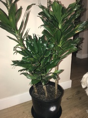 Dracaena fragrans compacta