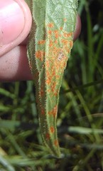 Coleosporium campanulae