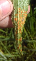 Coleosporium campanulae