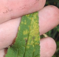 Coleosporium campanulae