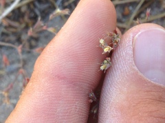 Sidotheca caryophylloides