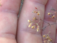 Sidotheca caryophylloides