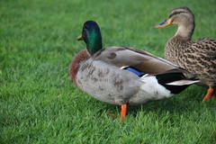 Anas platyrhynchos