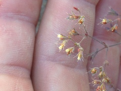 Sidotheca caryophylloides