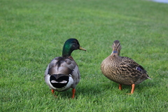 Anas platyrhynchos