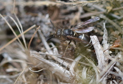 Euodynerus leucomelas