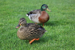 Anas platyrhynchos