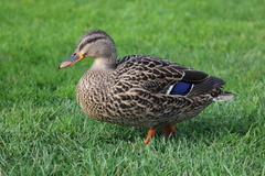 Anas platyrhynchos