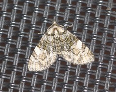 Heterochasta lasioplaca