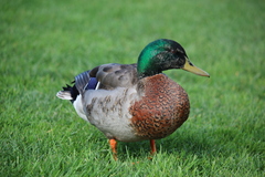 Anas platyrhynchos