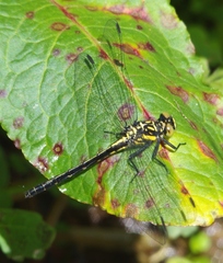 Lanthus parvulus