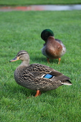 Anas platyrhynchos