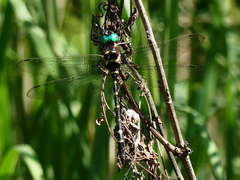 Macromia pacifica × taeniolata