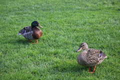 Anas platyrhynchos