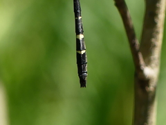Macromia pacifica × taeniolata