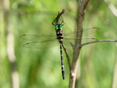 Macromia pacifica × taeniolata