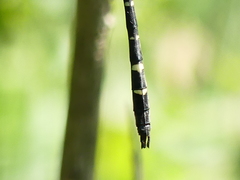Macromia pacifica × taeniolata