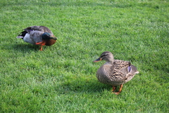Anas platyrhynchos