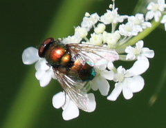 Lucilia illustris