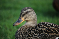 Anas platyrhynchos