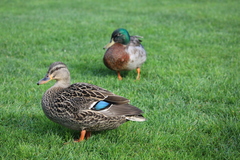 Anas platyrhynchos